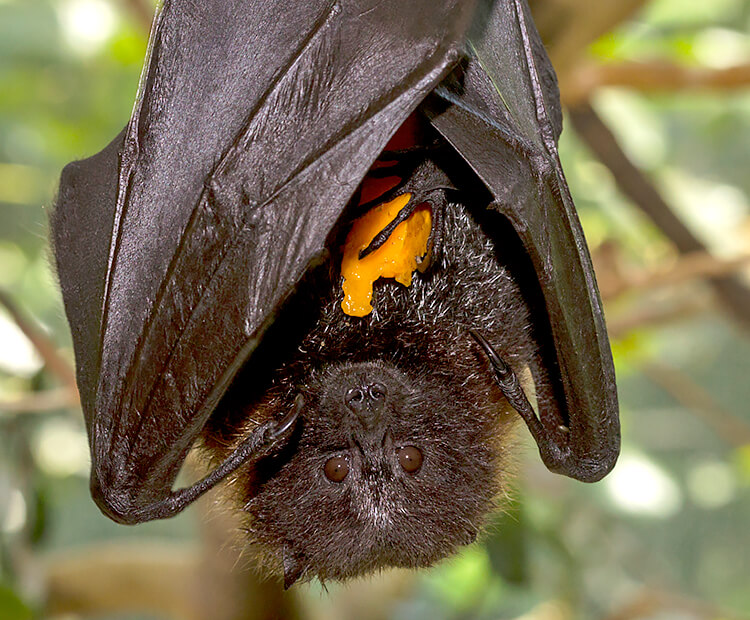 Rodrigues fruit bat San Diego Zoo Wildlife Explorers