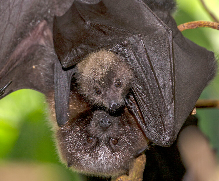 Rodrigues fruit bat mother and baby.