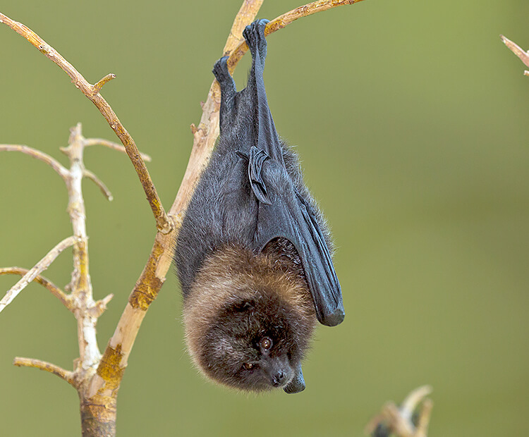 Rodrigues fruit bat