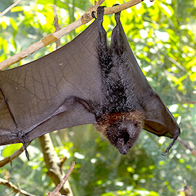 Rodrigues fruit bat