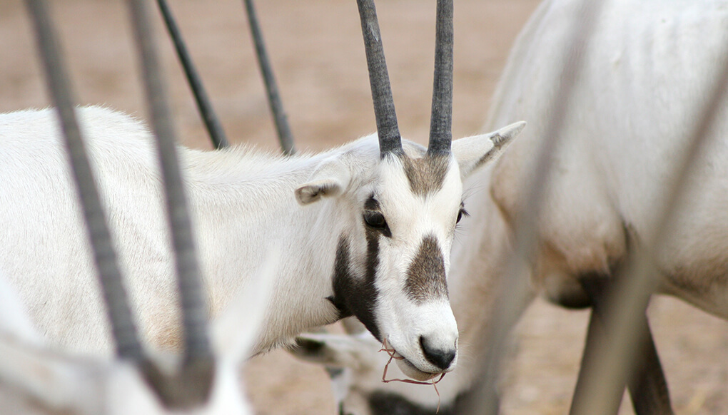 Arabian oryx eating hay.