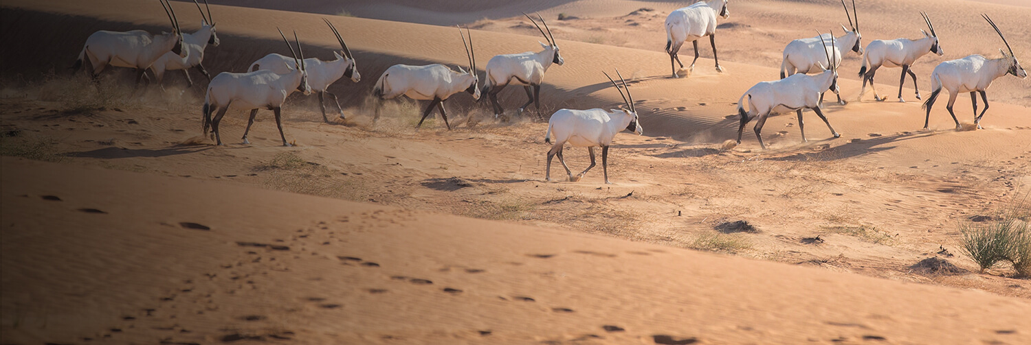 Arabian oryx crossing the desert sands.