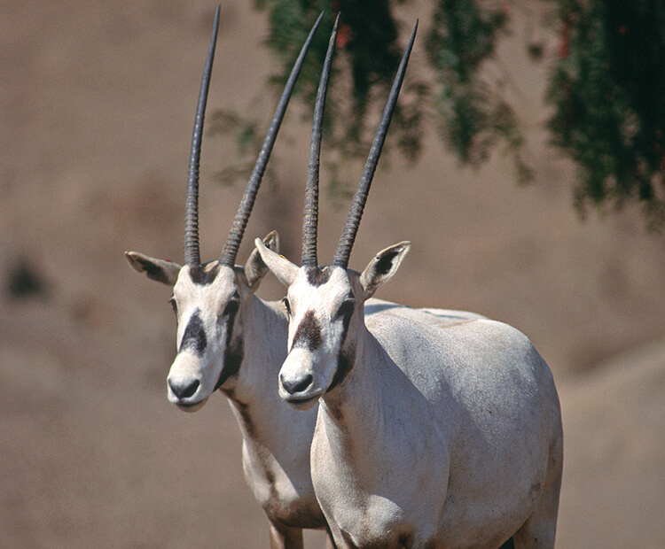 A pair of Arabian oryx with horns on display.