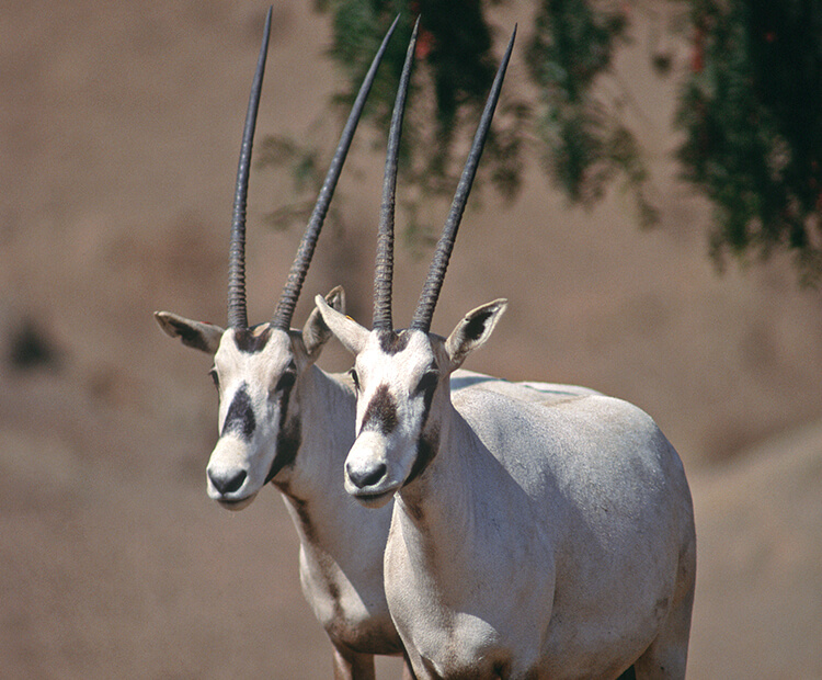 Arabian Oryx Habitat