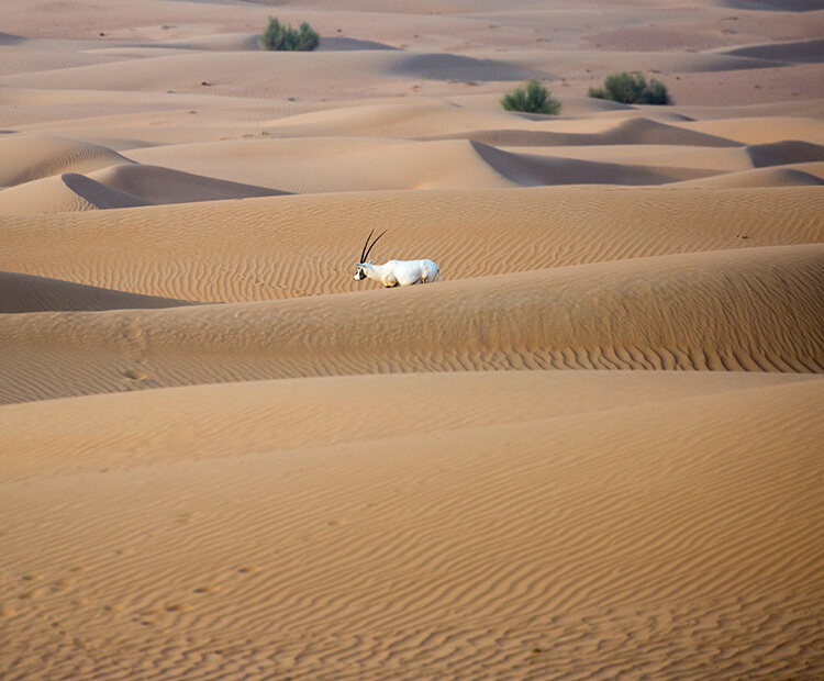 Arabian oryx traversing desert sand dunes.