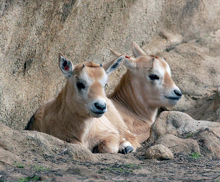 Arabian oryx calves laying in the shade.