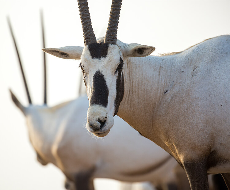 Arabian oryx.