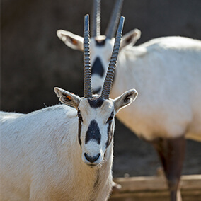 Pair of Arabian oryx.