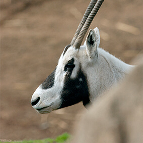 Arabian oryx nose.