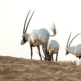 Arabian oryx flicking its tail.