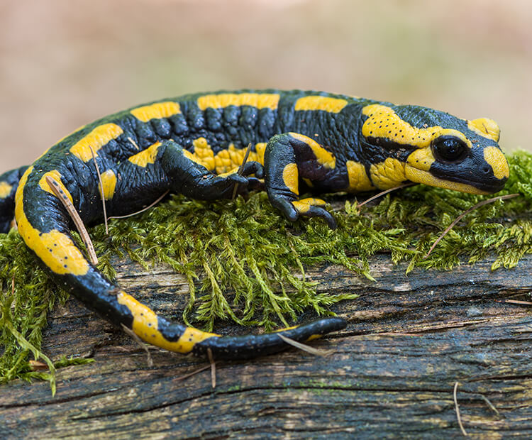 Fire salamander on log.