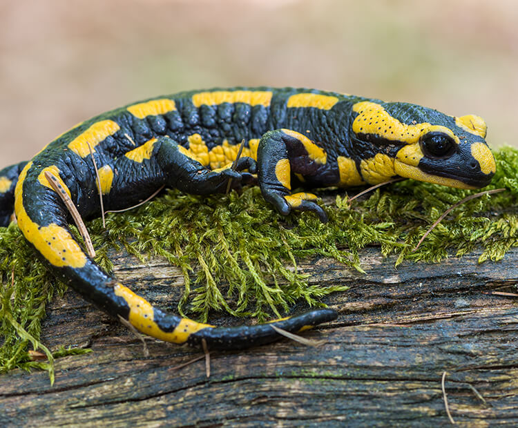 Fire Salamander San Diego Zoo Wildlife Explorers Fire Salamander San Diego Zoo Wildlife Explorers