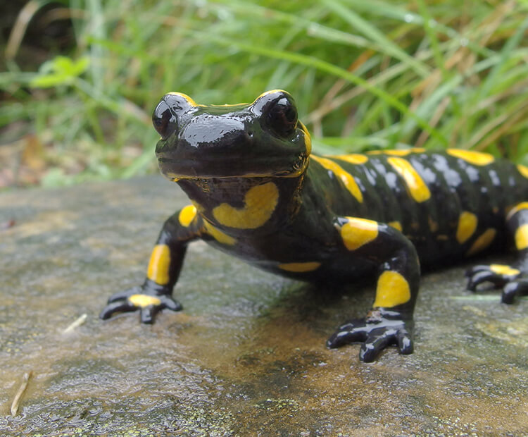 Fire salamander on rock.