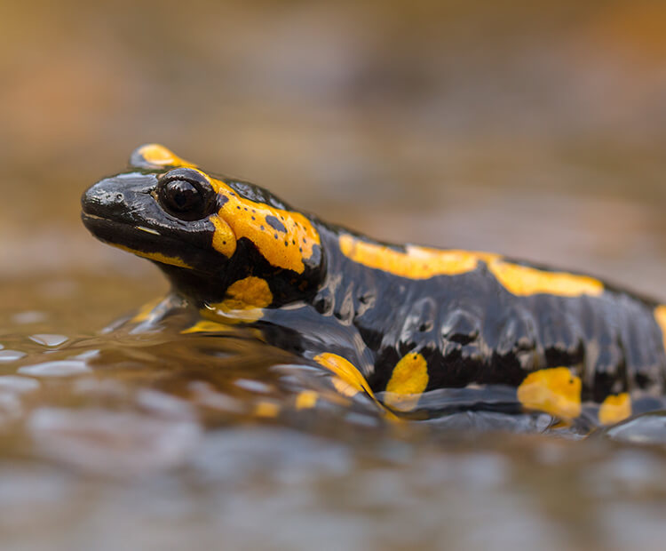 Fire salamander in shallow water.