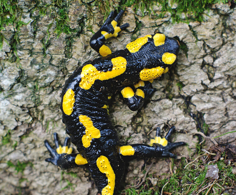 Fire salamander on a mossy log.