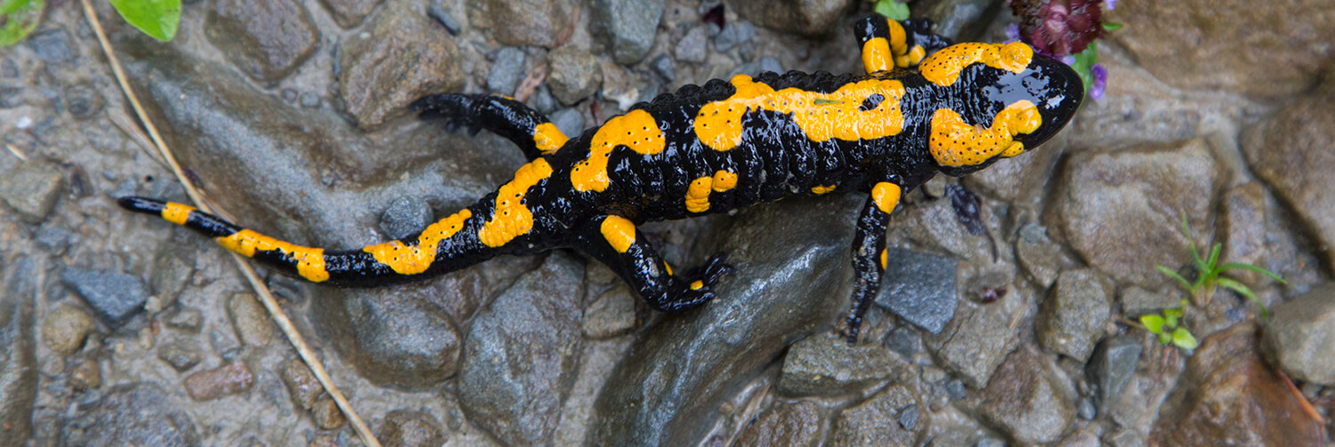 Fire salamander on wet rock.