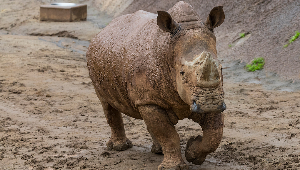 Maoto walking across mud.