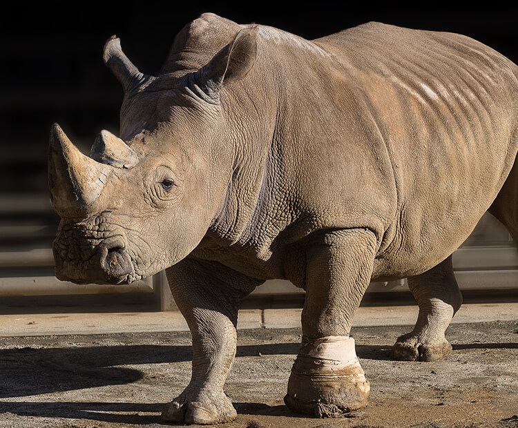 Maoto wearing his cast.