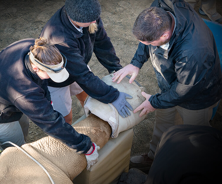 Vets adjusting Maoto's cast as he lays for an exam.