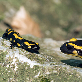 Baby fire salamander.