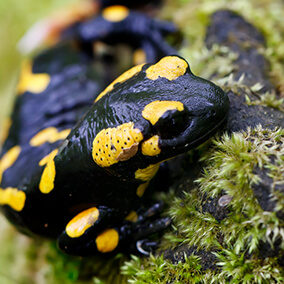 Close-up of a fire salamander's face.