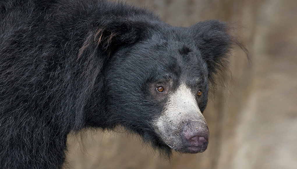 cute sloth bear