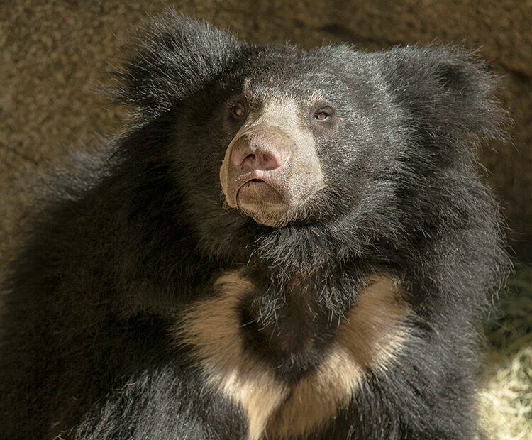 Sloth bear portrait
