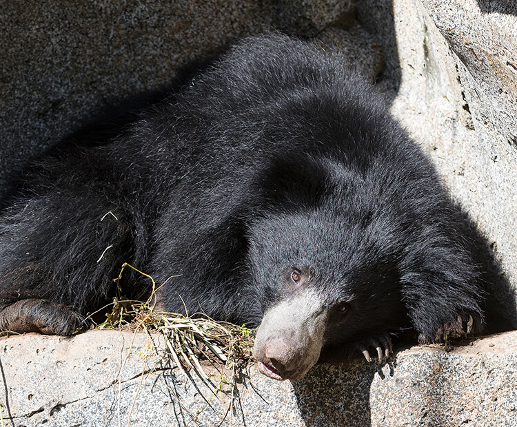 Sleepy sloth bear