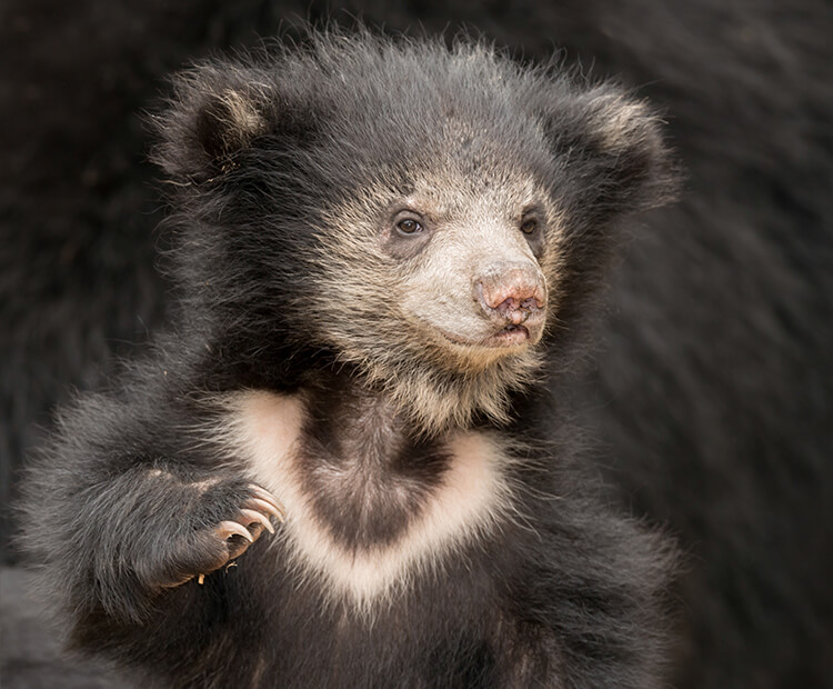 Young sloth bear cub.