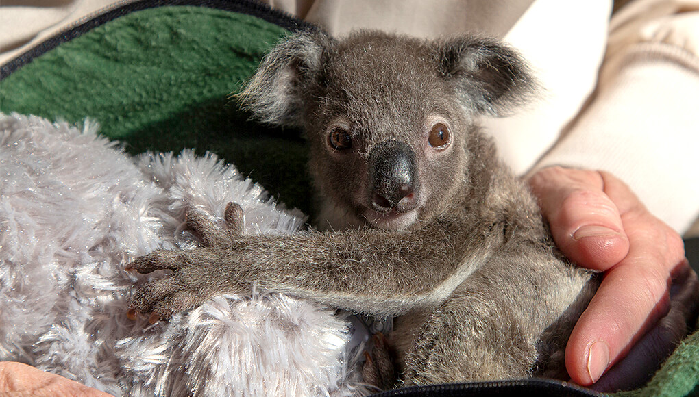 Omeo the little koala holding onto a stuffed animal koala.