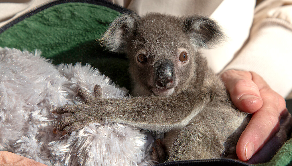 Koala  San Diego Zoo Animals & Plants