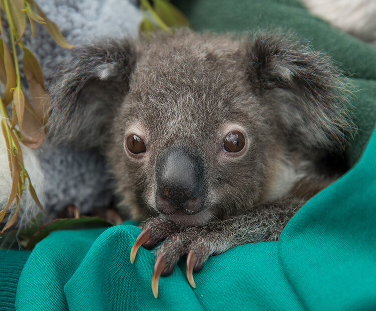 Baby koala weigh-in: San Diego Zoo joey Koalacam check-up gives