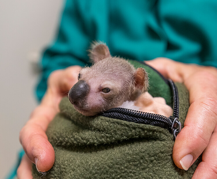 Omeo at only 5 1/2 months old, peeking out of a fuzzy green zippered pouch.