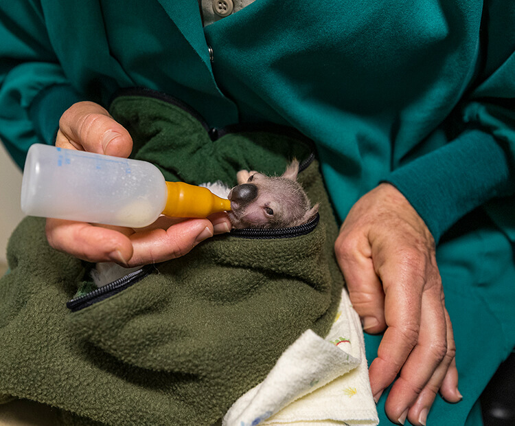 Omeo being bottle-fed formula.