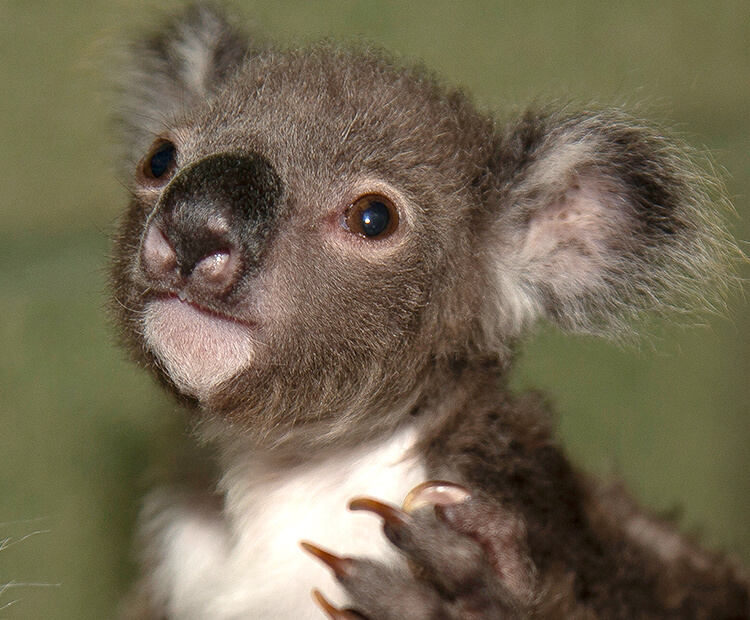 Hang on, Little Koala!  San Diego Zoo Wildlife Explorers