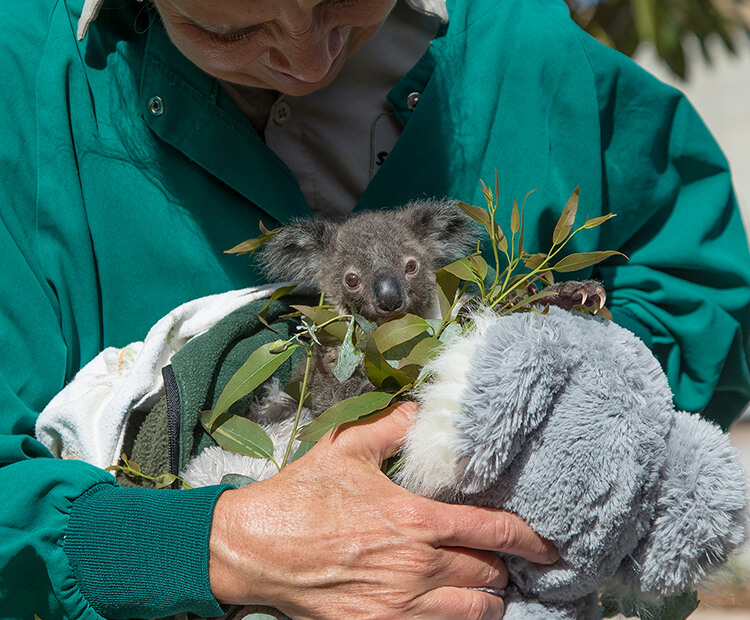 Omeo being introduced to eucalyptus.