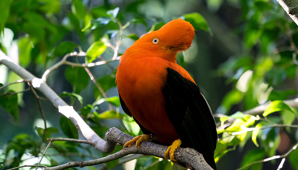 Male cock-of-the-rock