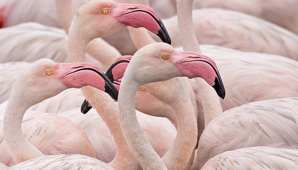 Greater flamingos