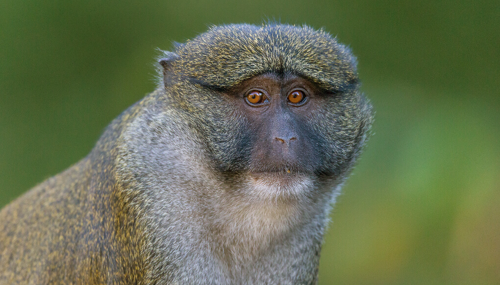 Allen's swamp monkey  Smithsonian's National Zoo and Conservation