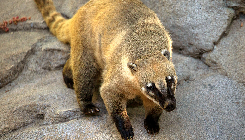 Coati on a large boulder.