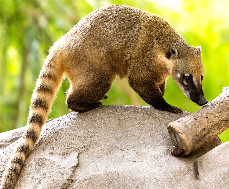 Coati on boulder.