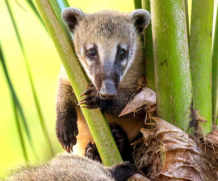 Coati in palm.