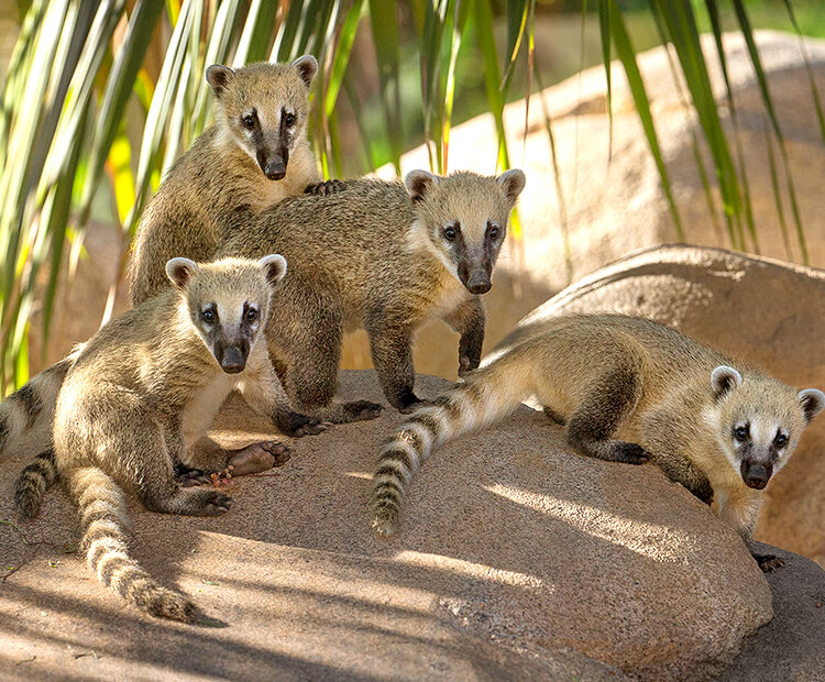 Coati babies.