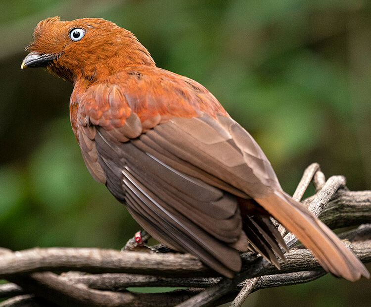 Female cock-of-the-rock