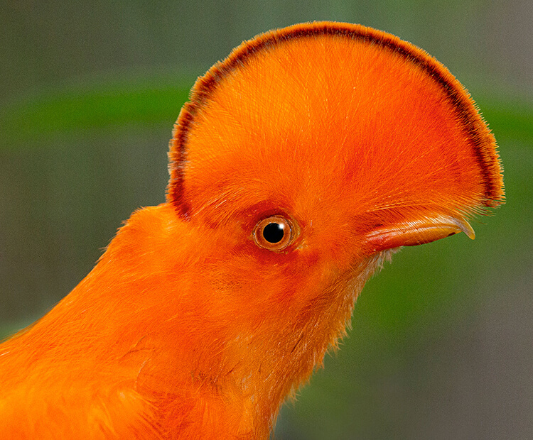 Male cock-of-the-rock