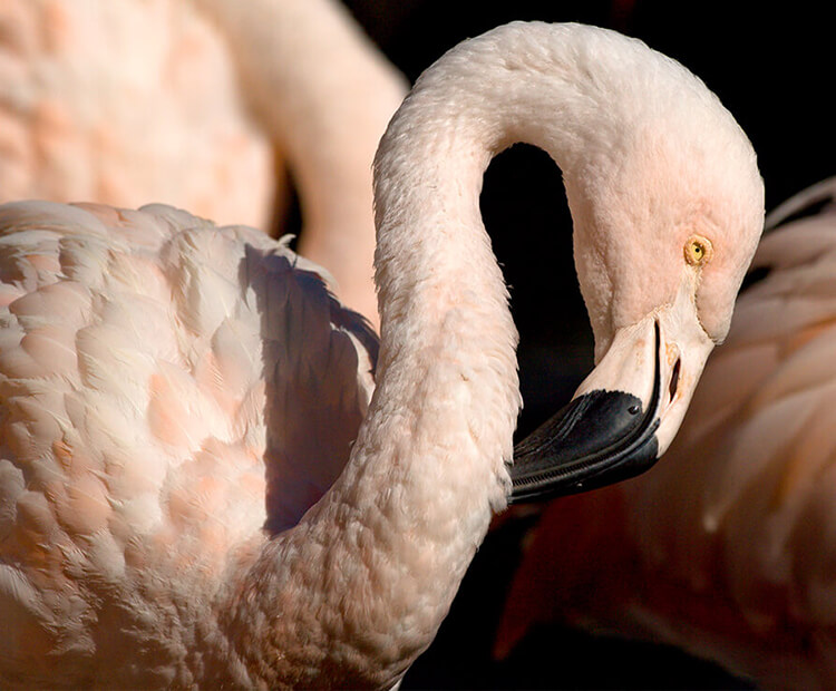 Chilean flamingo