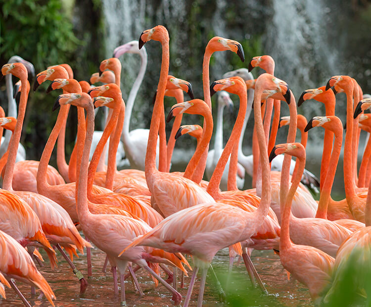 Flock of Caribbean flamingos near waterfall. 