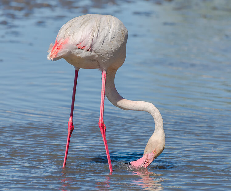 Greater flamingo feeding from a shallow lake.