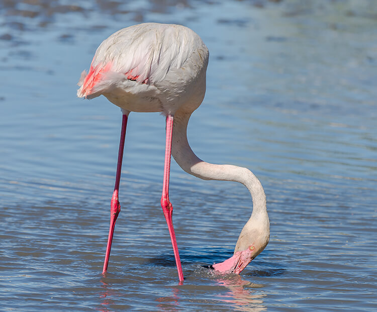 greater flamingo