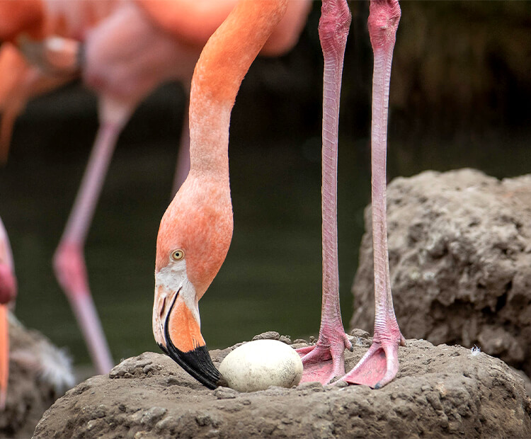 Caribbean flamingo tending to its egg on a mud nest.